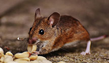 24 Hour & Emergency Exterminators in Middleburg, MD